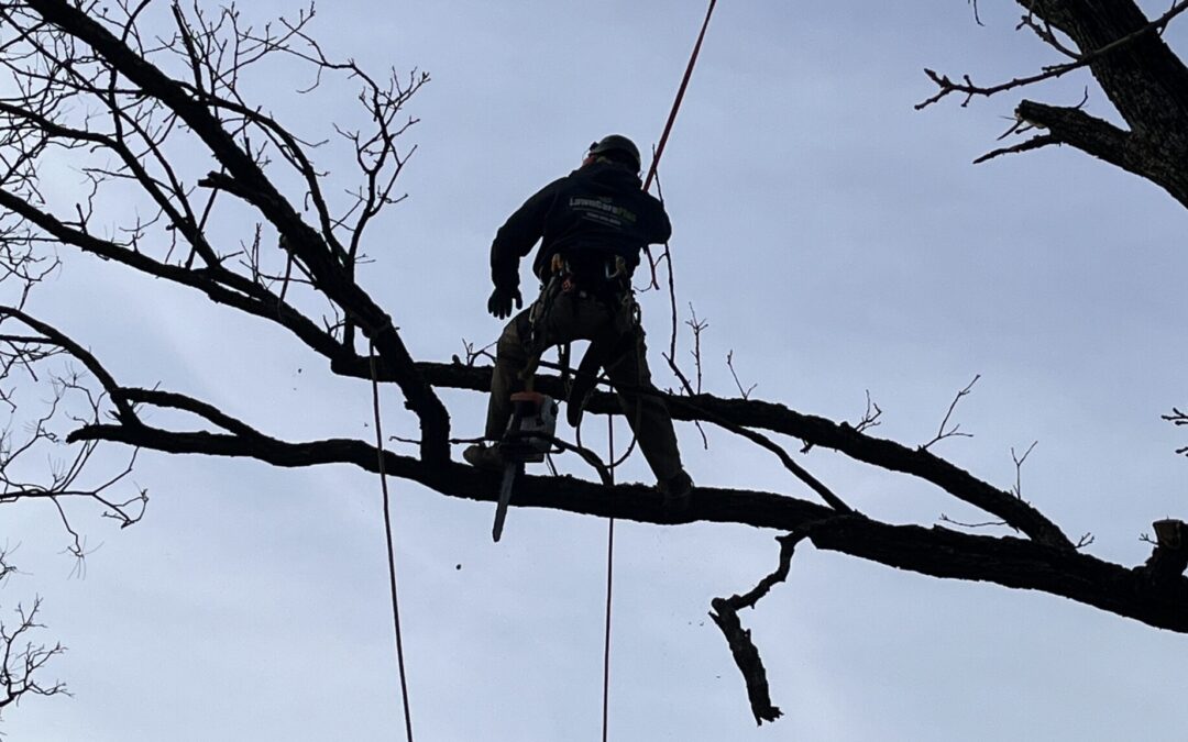 October & November Tree Maintenance in Wisconsin: Why Fall Is a Great Time for Tree Care