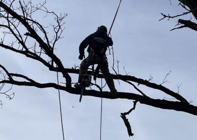 Tree climber in tree