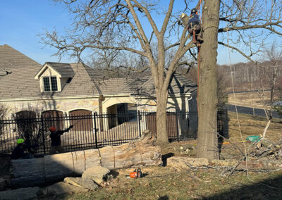 Madison and Dane County tree care and removal