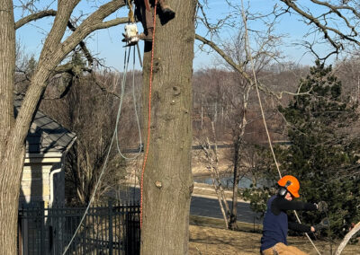 Madison and Dane County tree care and removal