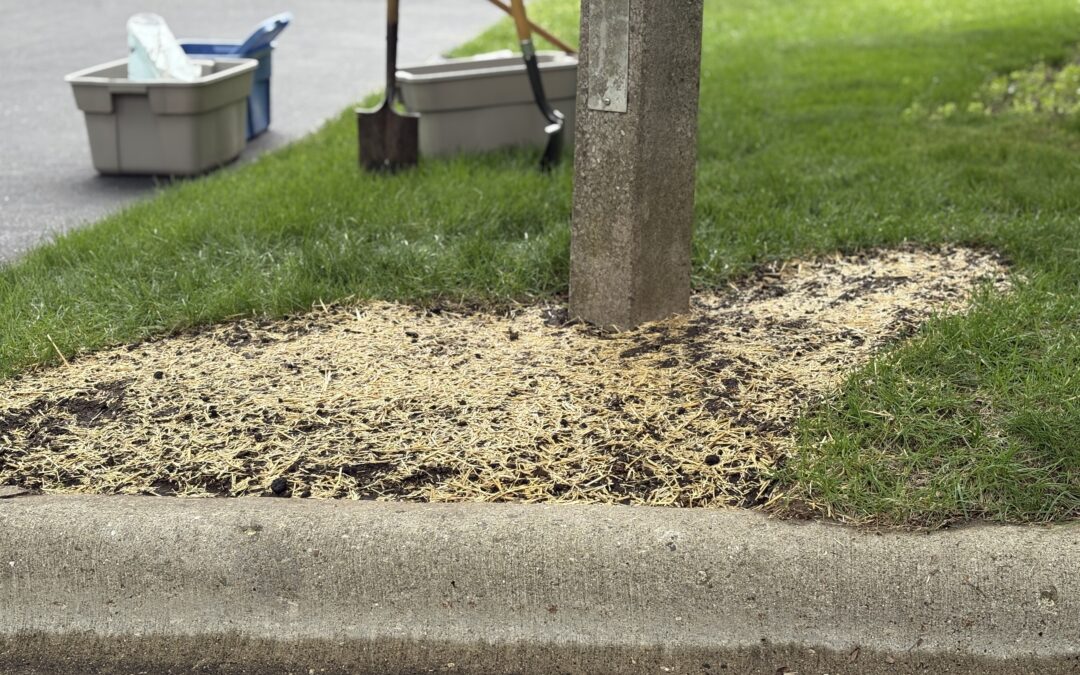 repaired dead grass