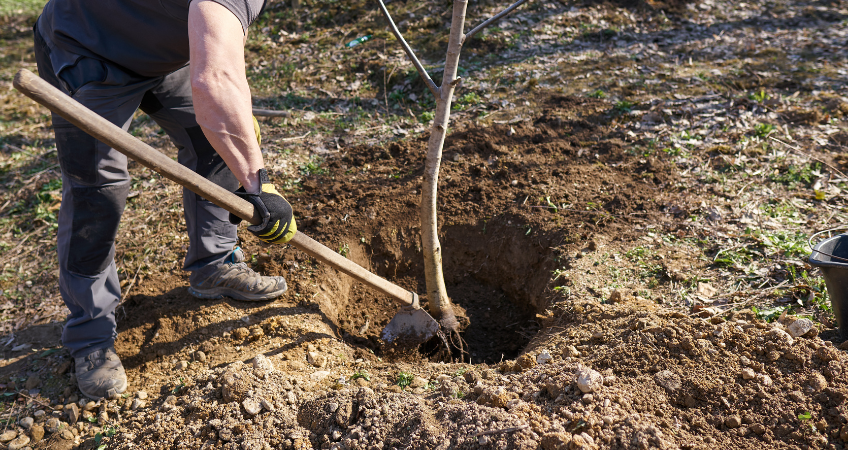 planting a tree