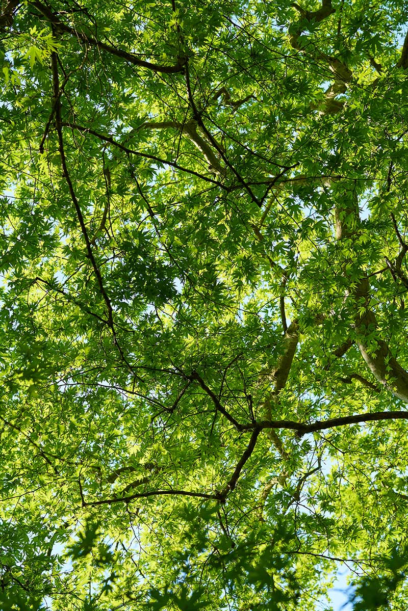 Get your free tree estimate Get your free tree estimate