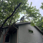 Arborist on roof of house trimming tree