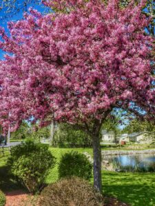 crabapple-tree-2024-12-02-23-49-44-utc - LawnCare Plus Wisconsin