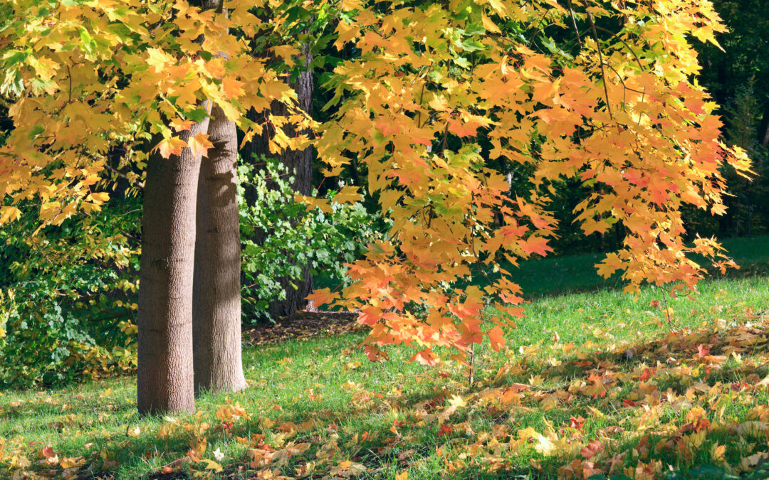 golden-maple-tree-foliage