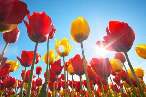 Tulips and clear sunny sky - LawnCare Plus Wisconsin Tulips and clear sunny sky. Nature composition.